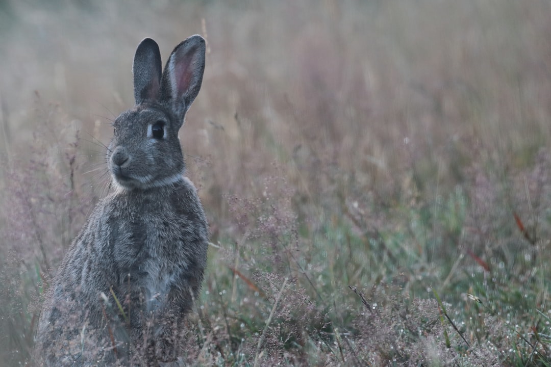 Photo Laconejaaa: Rabbit, Carrots